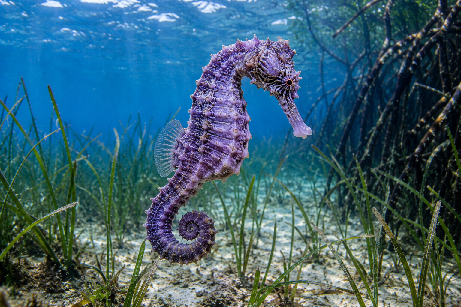 Caballito de mar