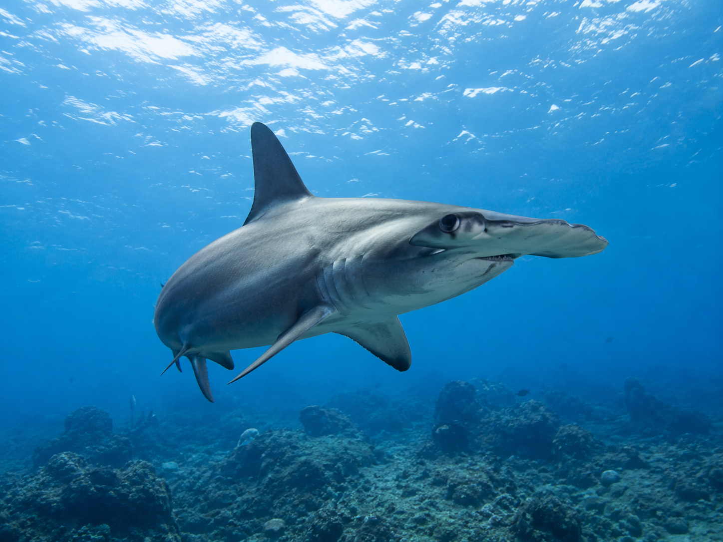 Tiburón martillo